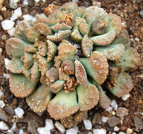 Titanopsis calcarea: Photographed by R Mauer in August